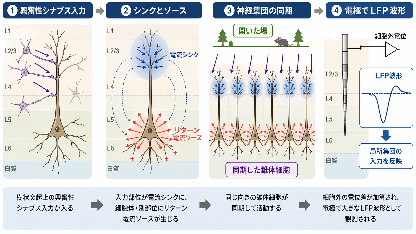 LFP発生メカニズム
