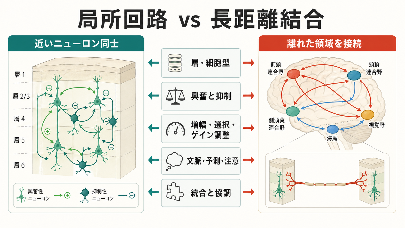 局所回路と長距離結合の概念地図