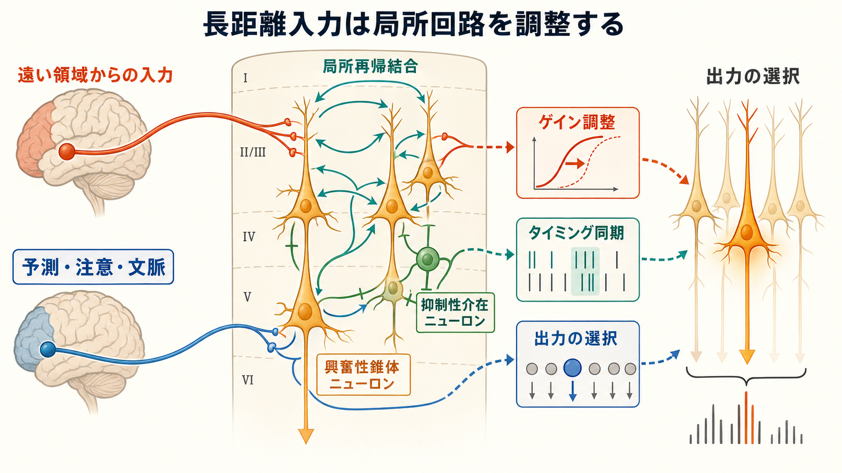 長距離入力が局所回路を調整する仕組み