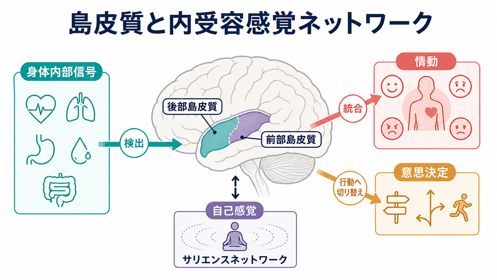 島皮質と内受容感覚ネットワークの概念地図