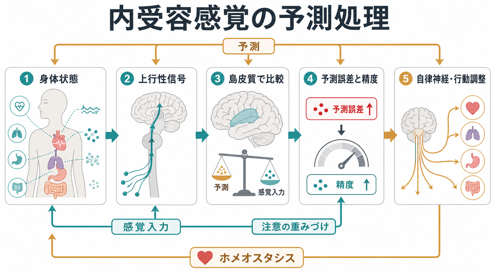 内受容感覚の予測処理メカニズム