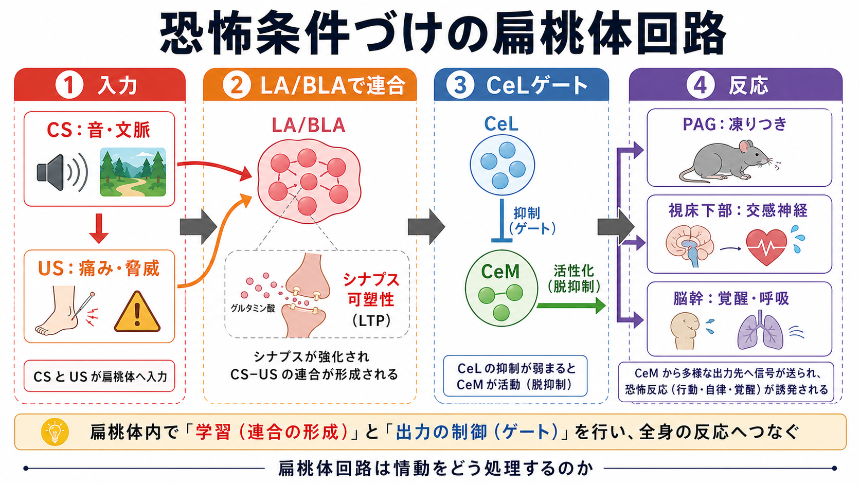 恐怖条件づけにおける扁桃体内メカニズム