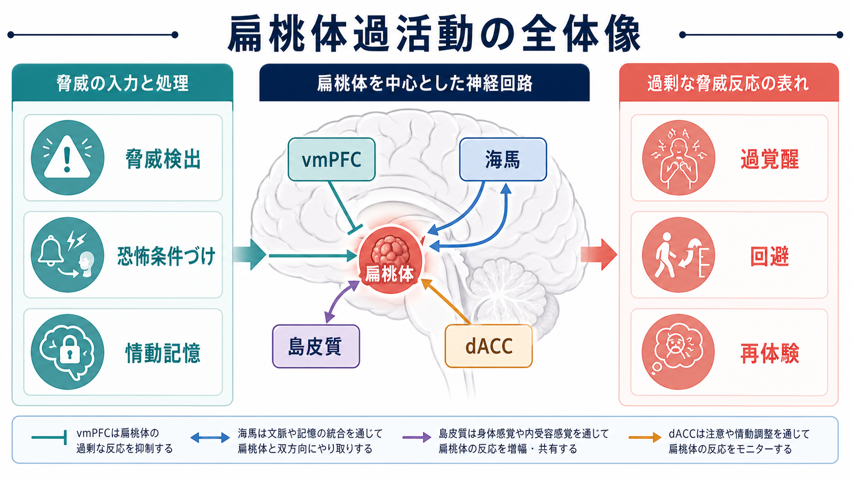 扁桃体過活動の神経回路全体像