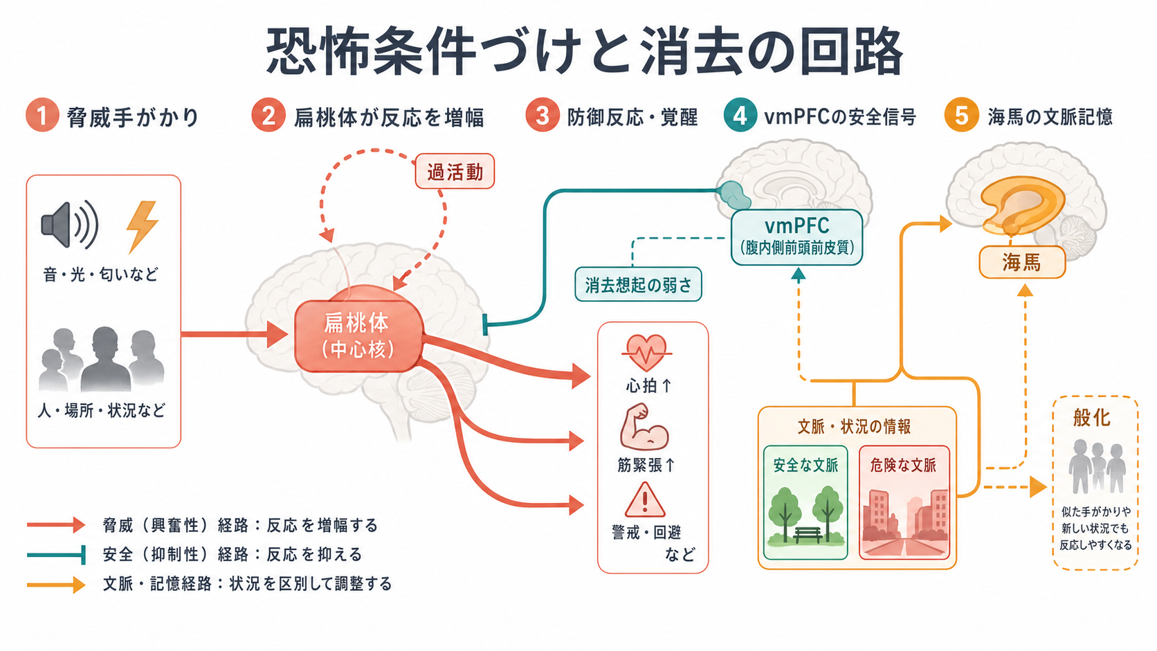 恐怖条件づけと消去に関わる扁桃体回路