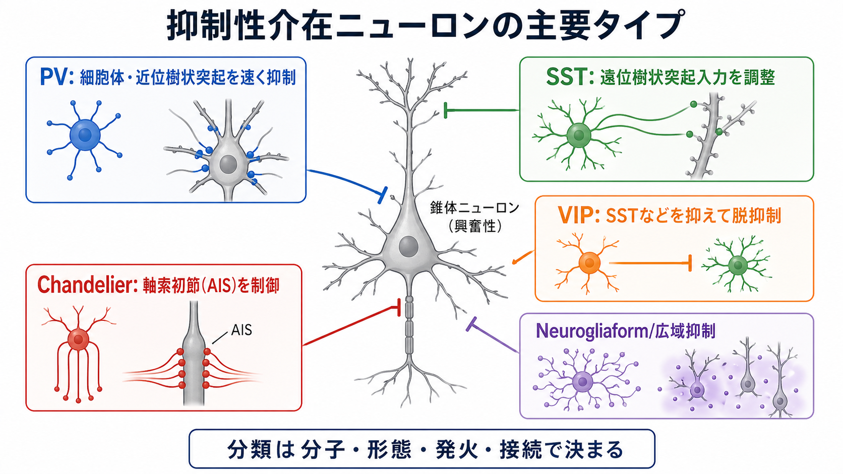 抑制性介在ニューロンの主要タイプ