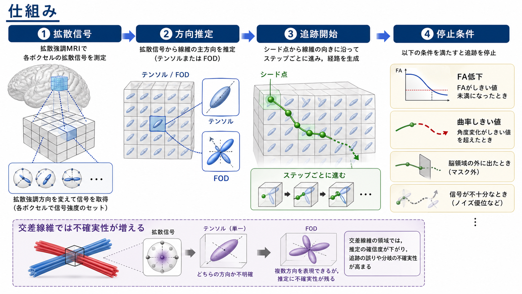 DTIで白質方向を推定する仕組み