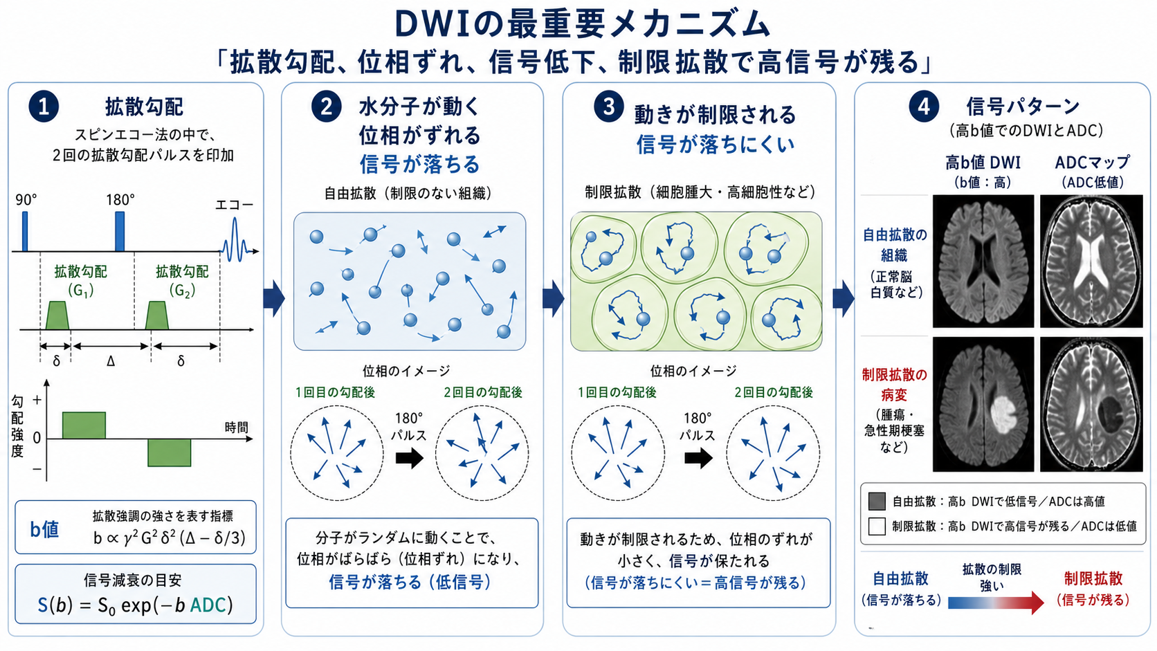 DWIの拡散勾配と信号変化の仕組み