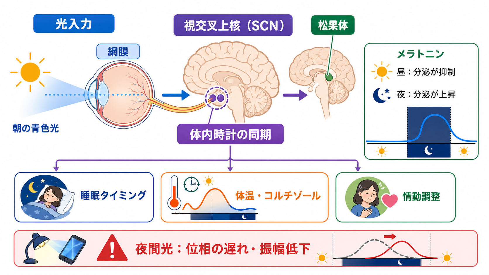 視交叉上核とメラトニンのメカニズム