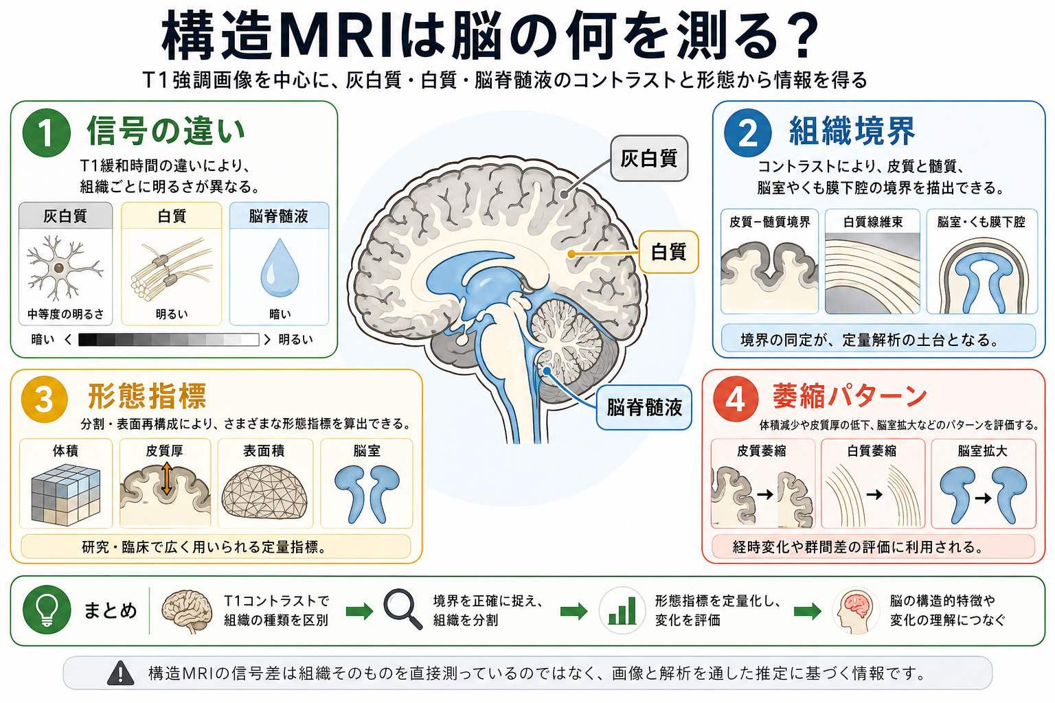 構造MRIが推定する情報の概念図