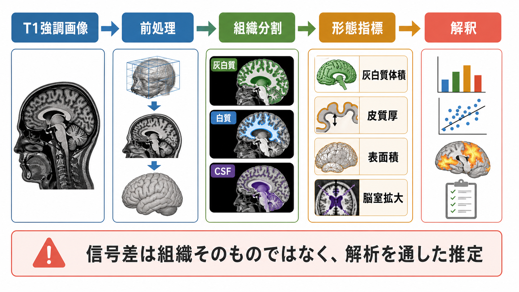 T1強調画像から形態指標を推定する流れ