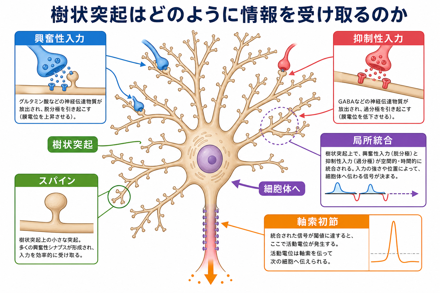 樹状突起入力の全体像