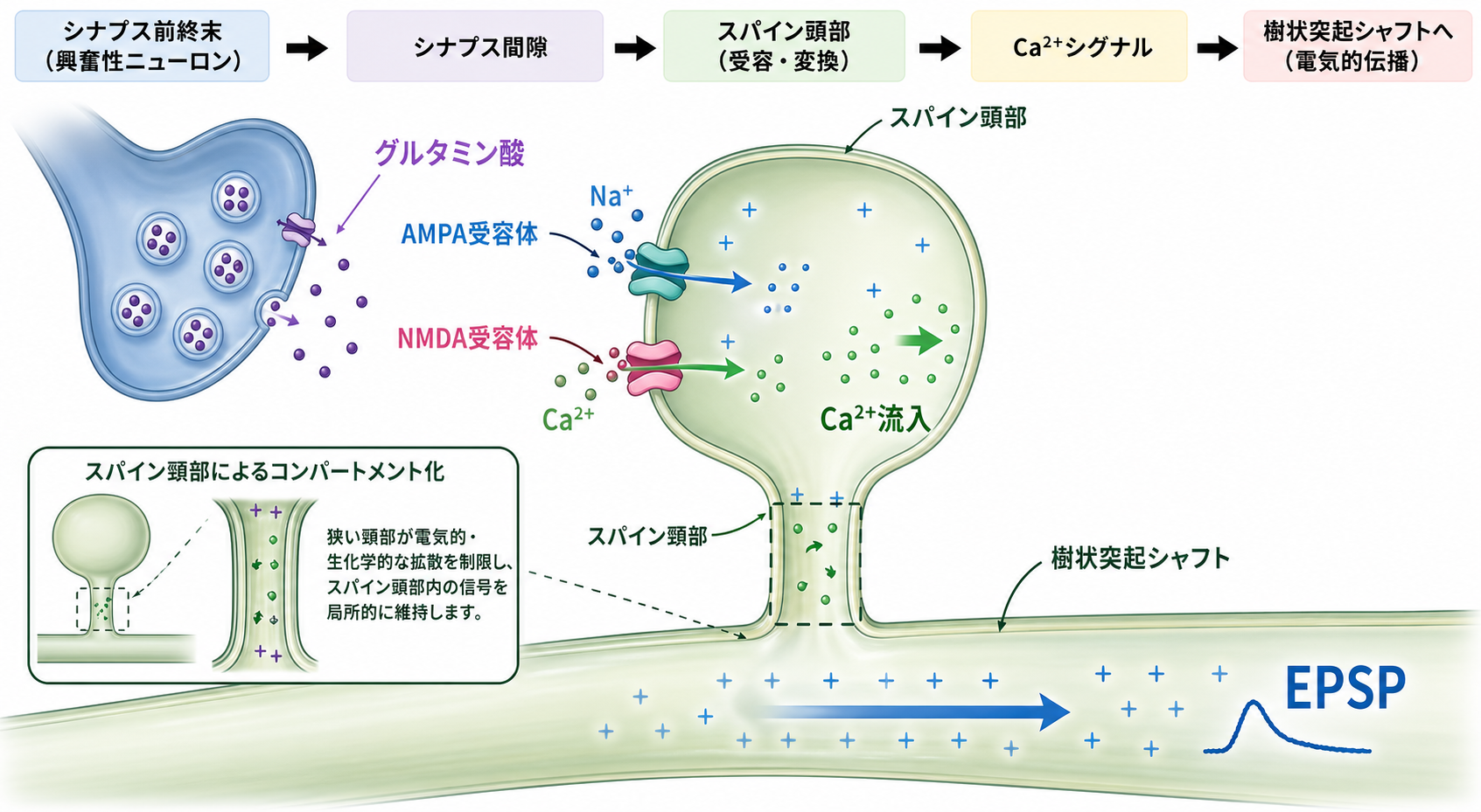 スパインでの興奮性入力受容