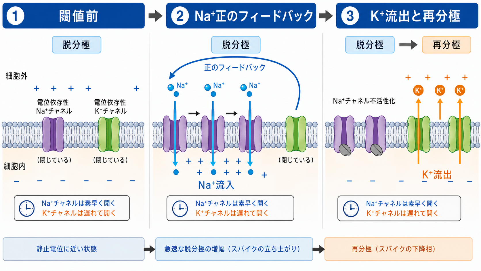 Na+流入とK+流出による活動電位の生成