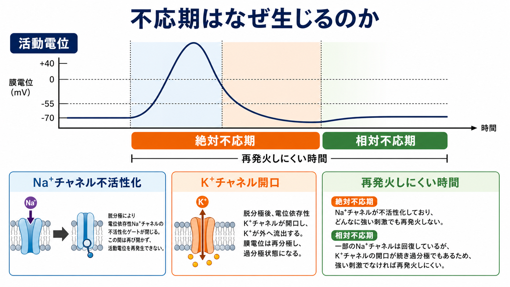 不応期が再発火を制限する仕組み