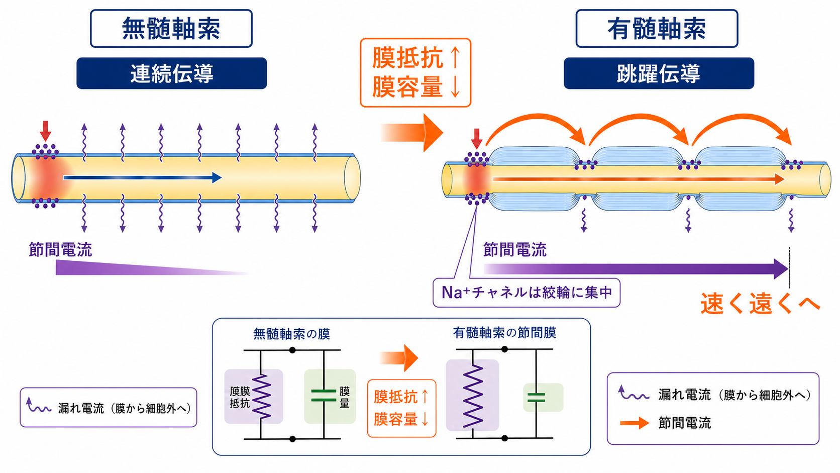 活動電位の一方向性を説明する概念地図