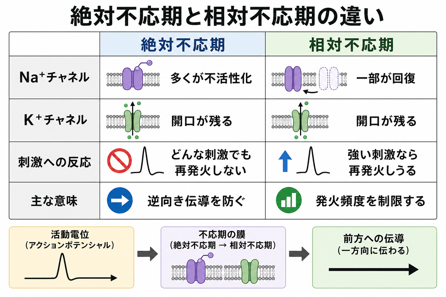 無髄軸索と有髄軸索における伝導方式の比較