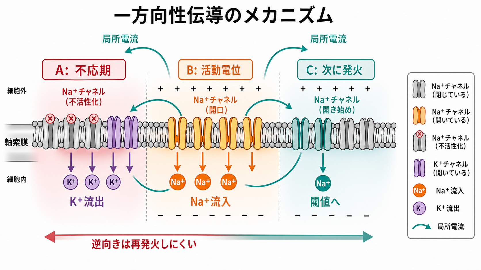 Na+チャネルと正のフィードバック