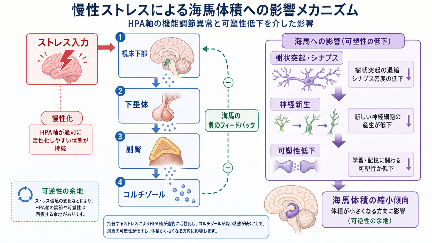 HPA軸と海馬可塑性低下のメカニズム