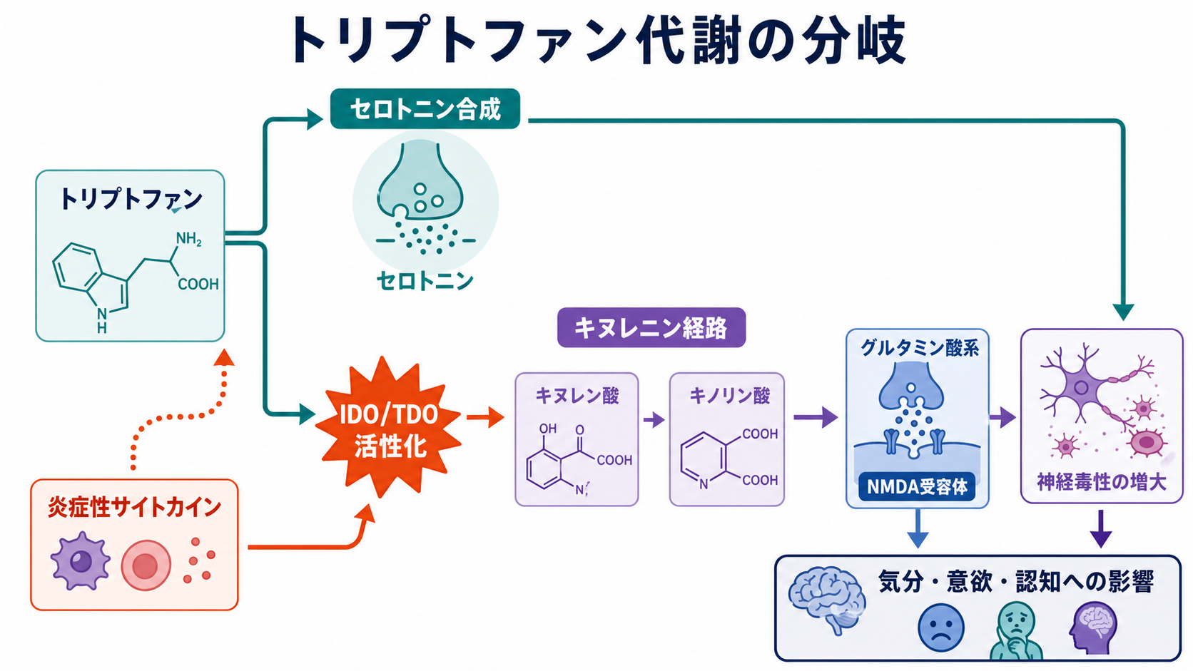 トリプトファン代謝とキヌレニン経路