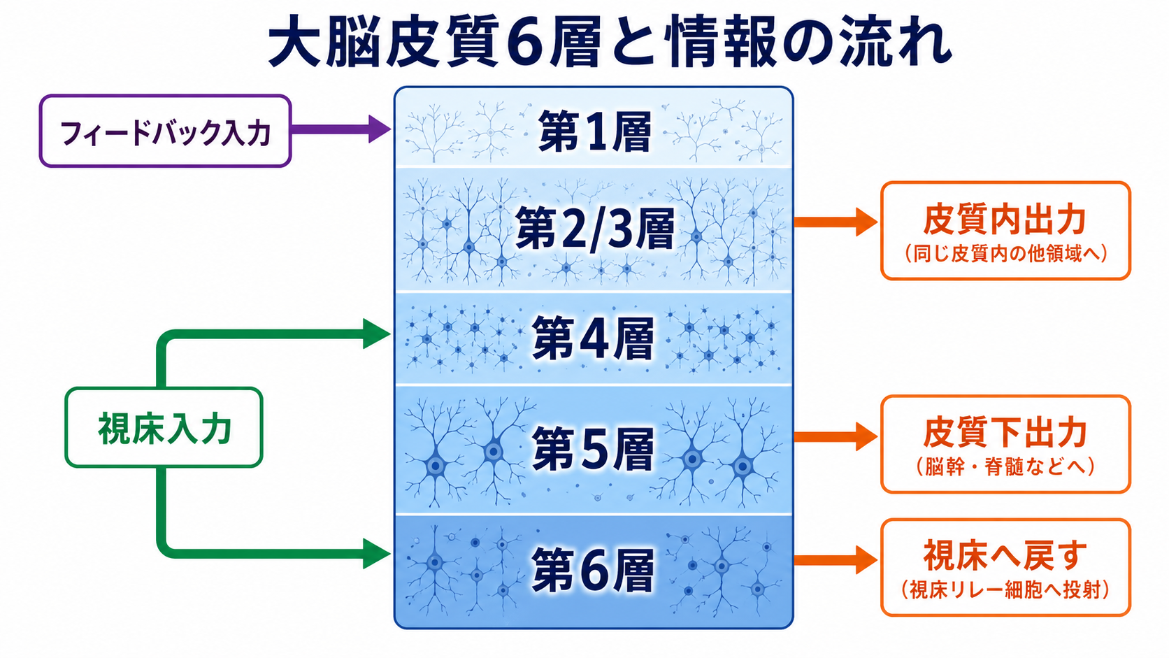 大脳皮質6層と情報の流れ