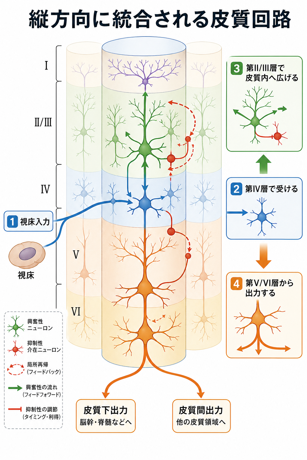 縦方向に統合される皮質回路
