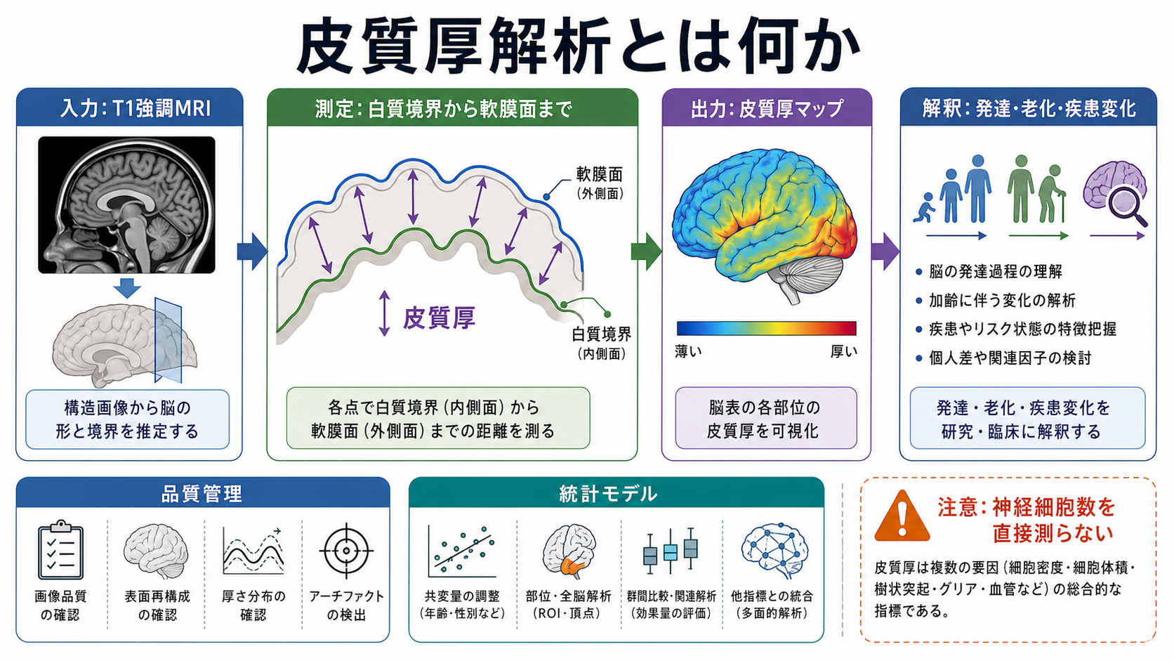 皮質厚解析の全体像