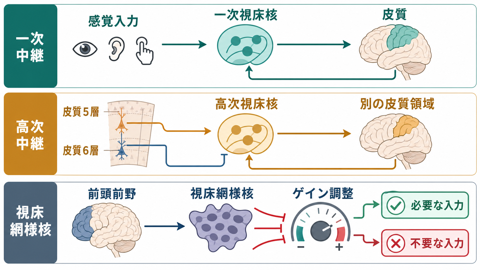 一次中継・高次中継・視床網様核の仕組み