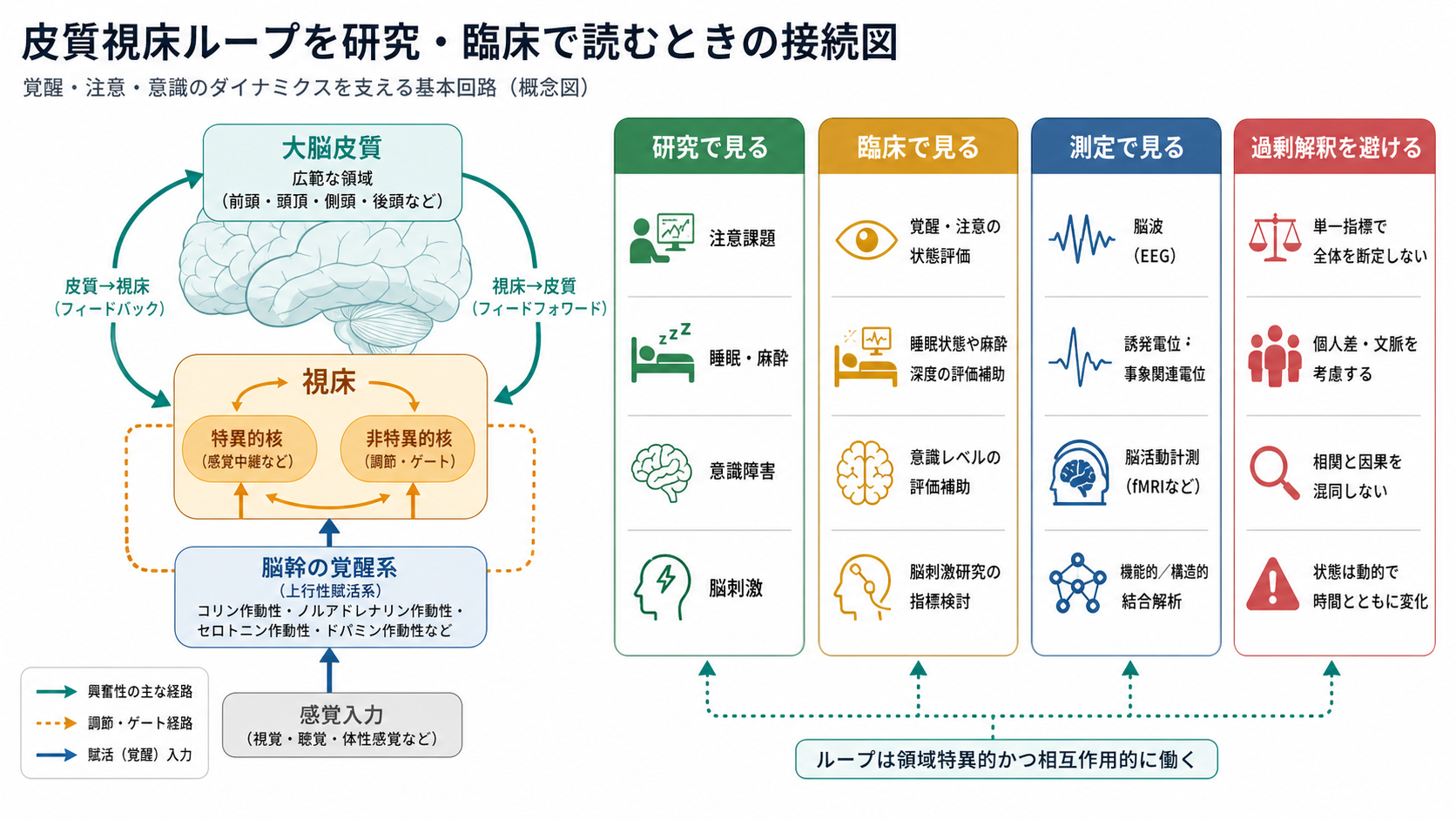 研究と臨床で皮質視床ループを読む視点