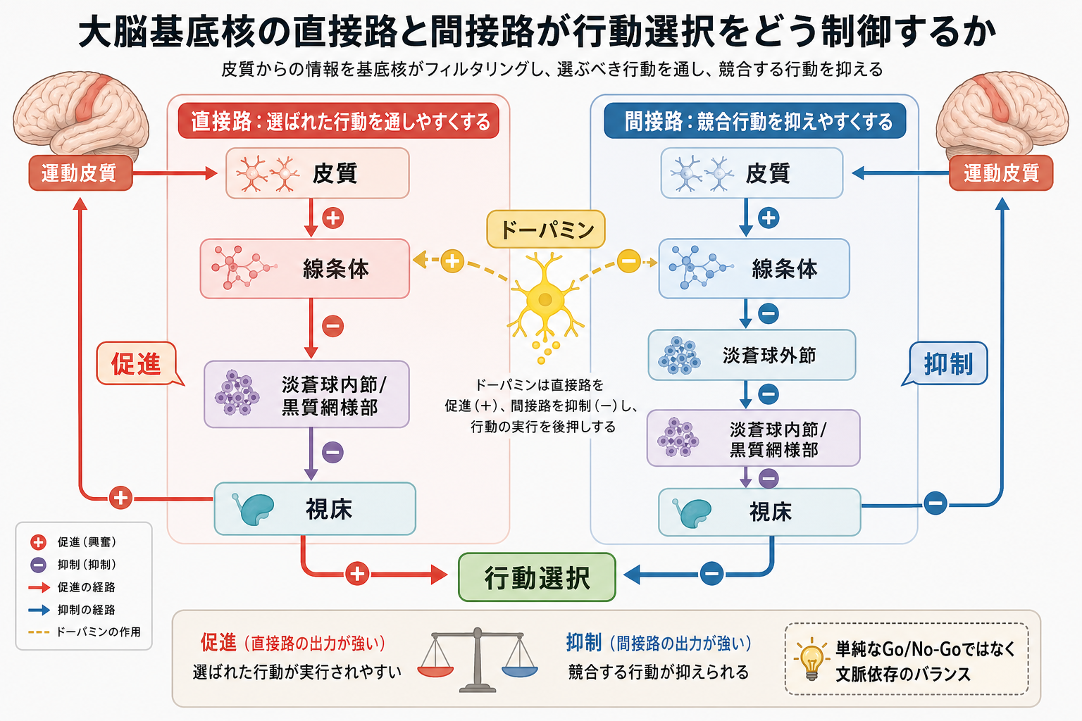直接路と間接路の概念地図