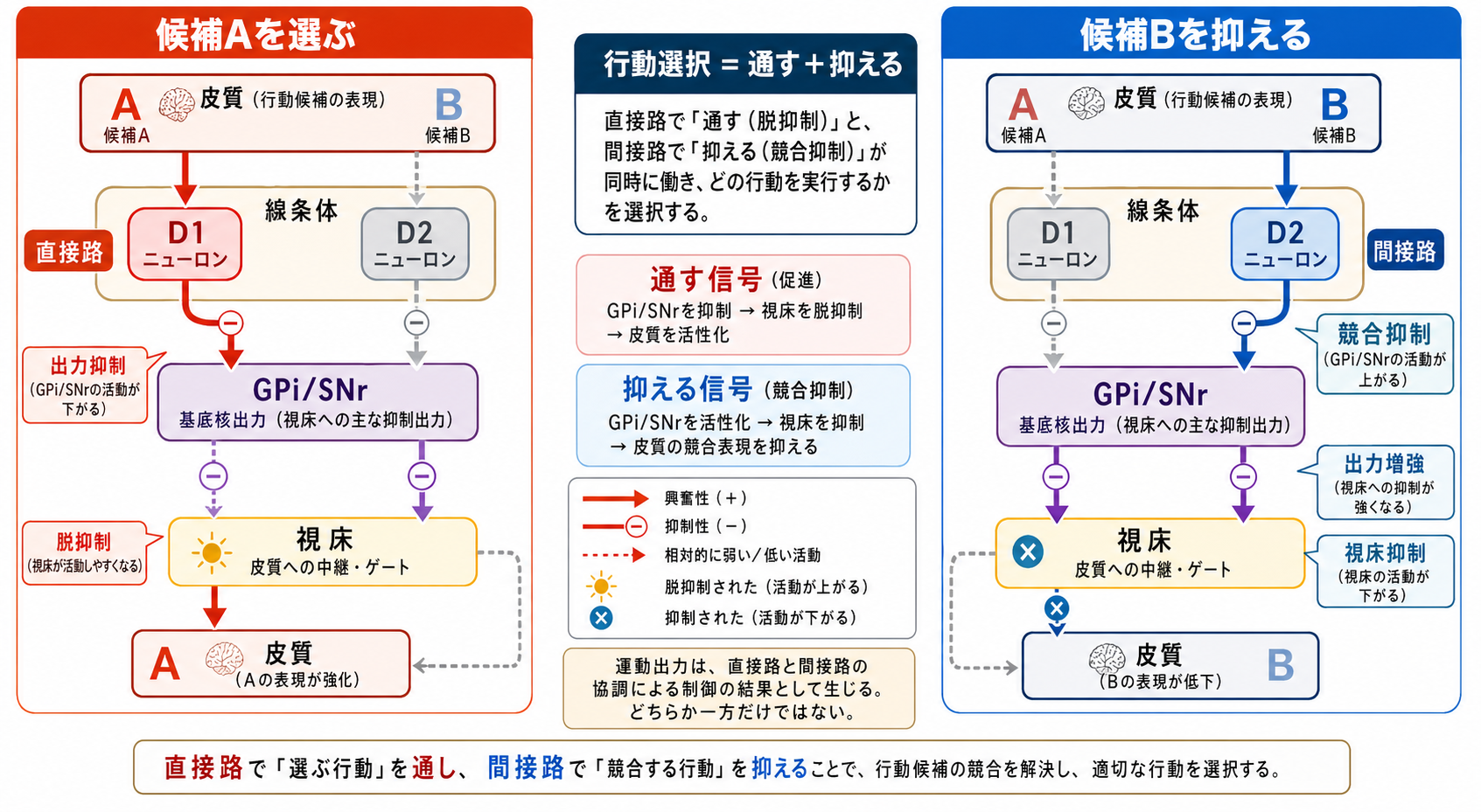 直接路と間接路の行動選択メカニズム