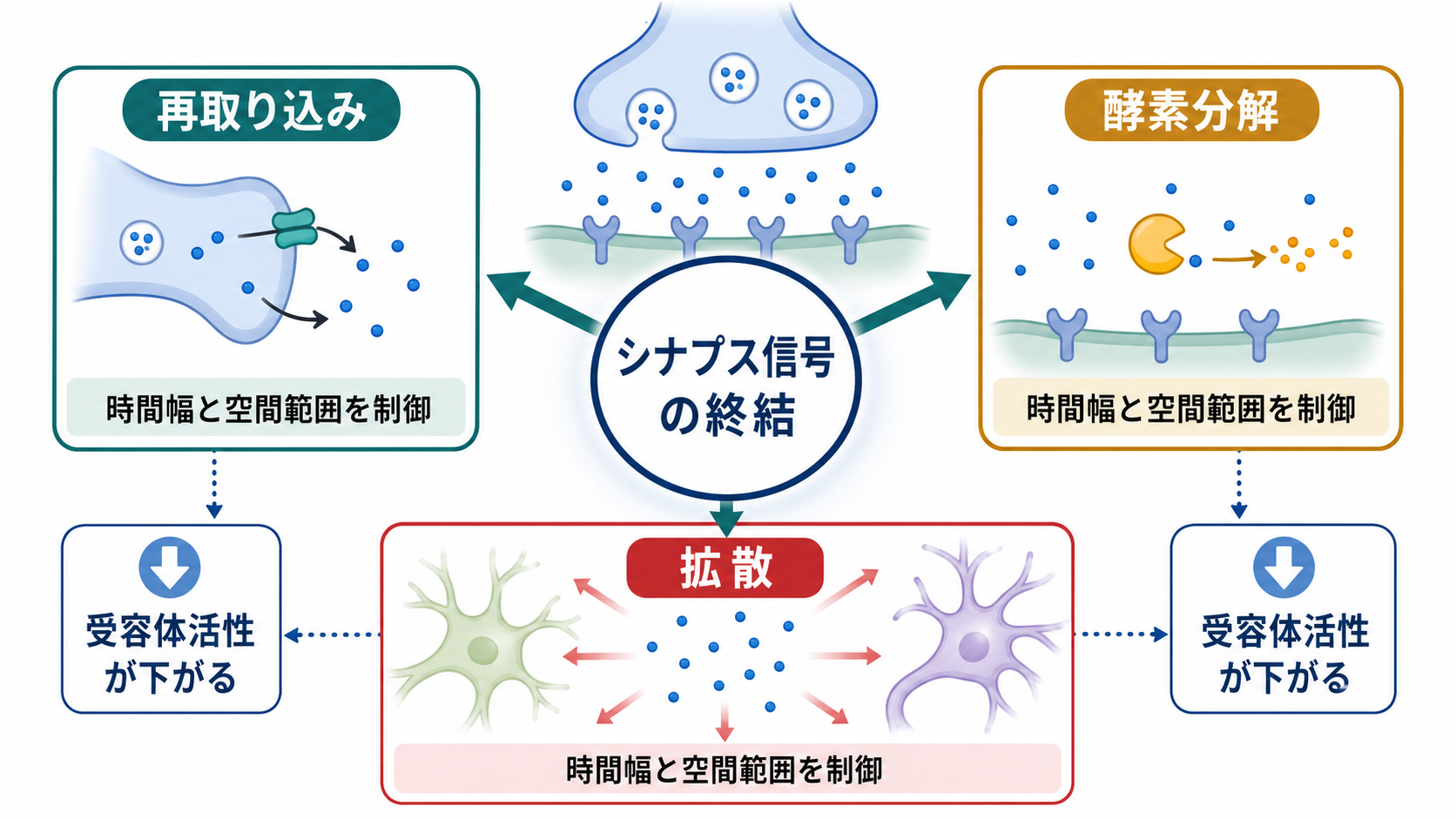 神経伝達物質除去の概念地図