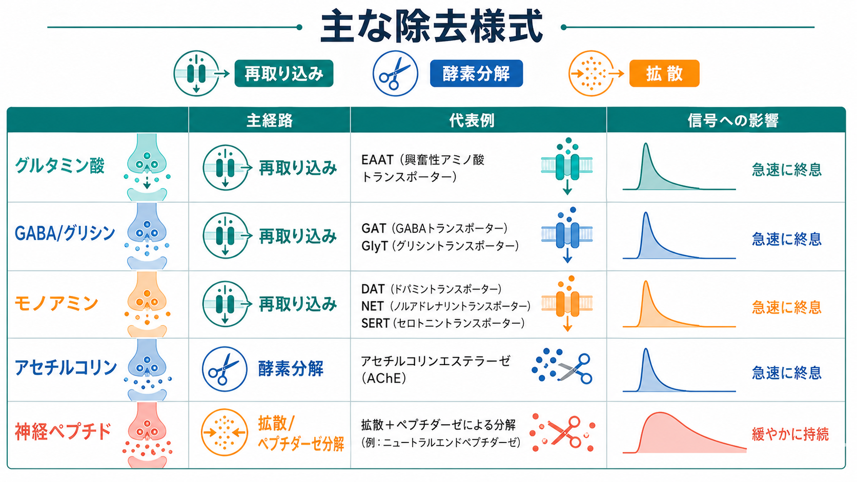 神経伝達物質ごとの除去様式比較