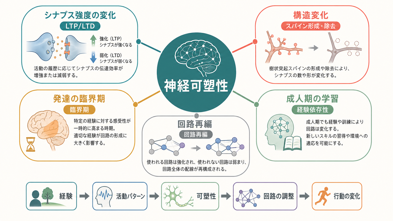 神経可塑性の全体像