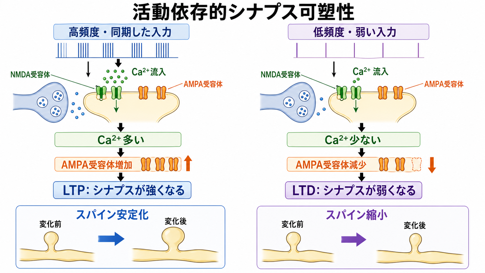 シナプス可塑性のメカニズム