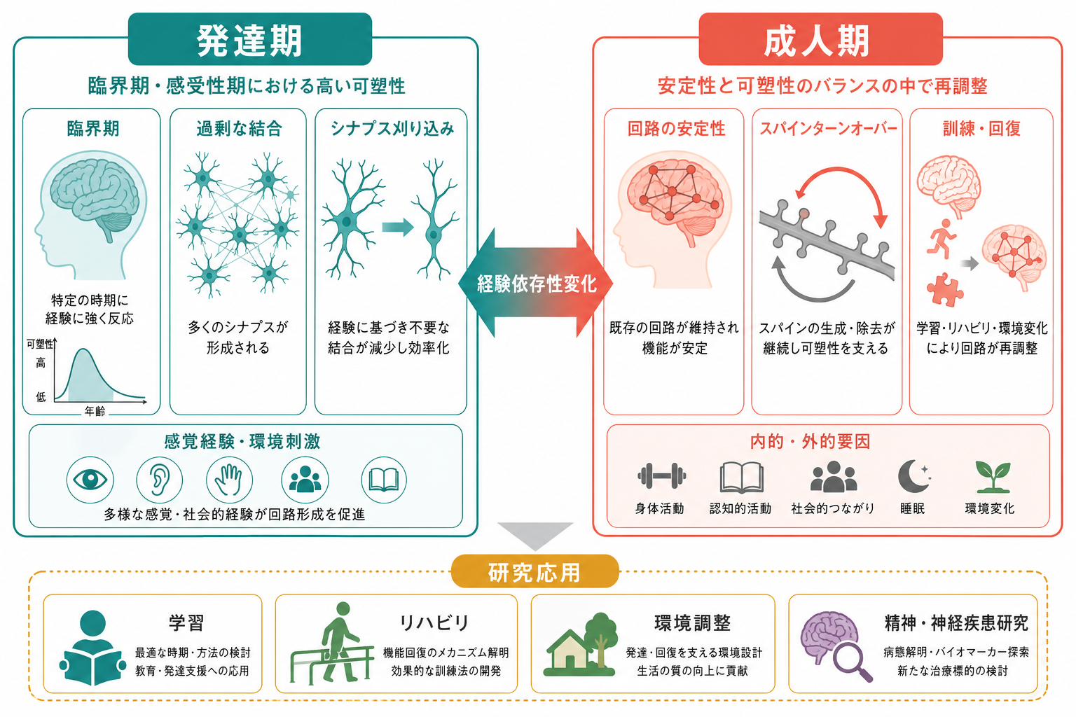 発達期と成人期の可塑性比較