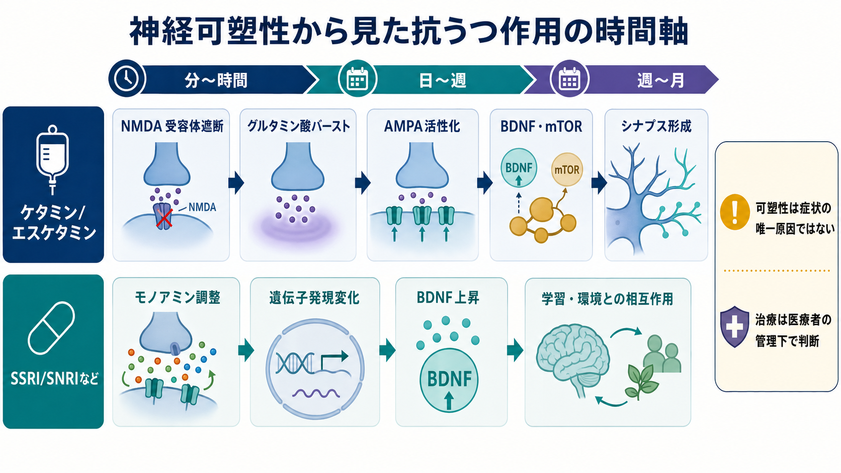 抗うつ作用を神経可塑性の時間軸で比較する図