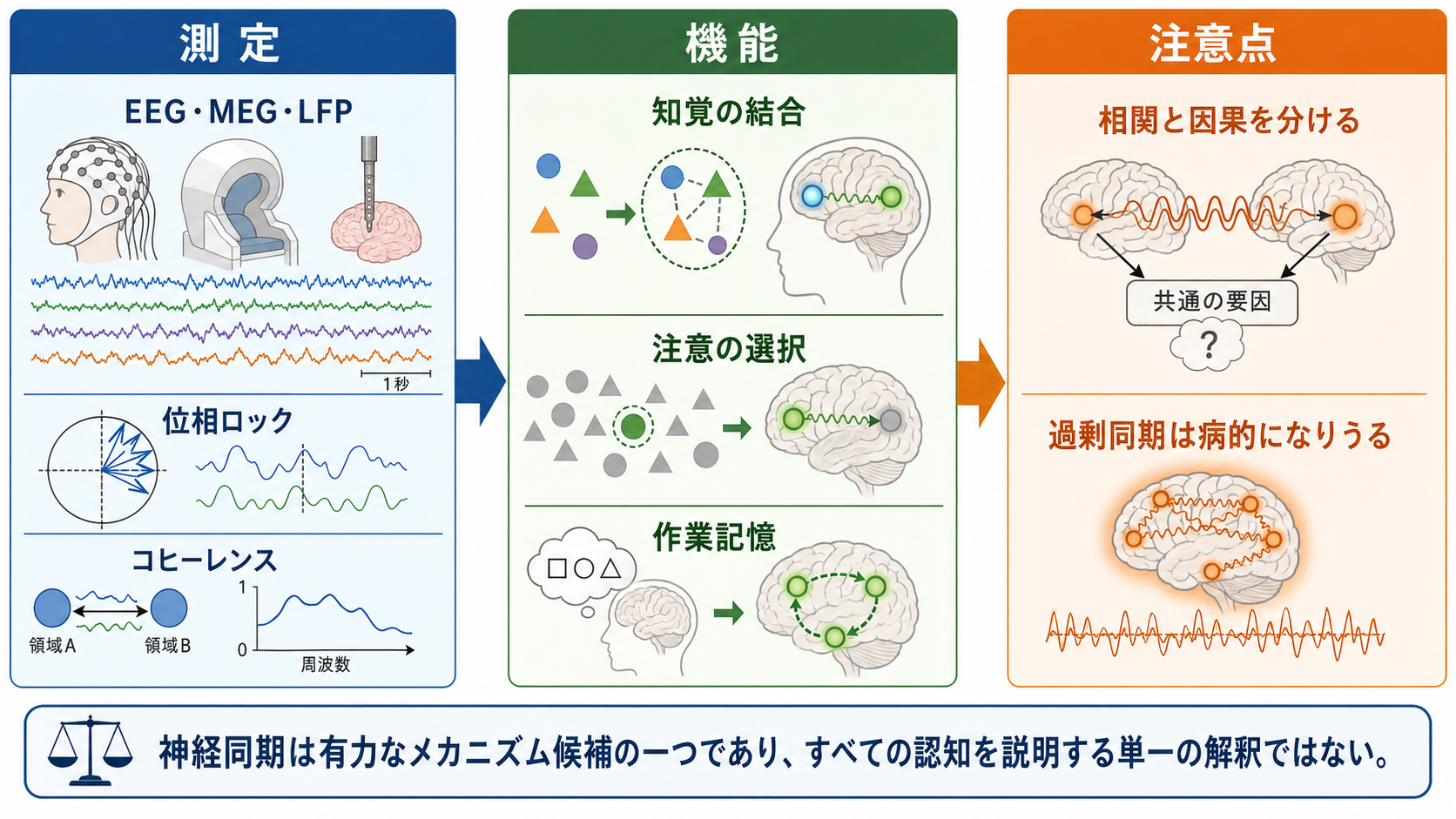 神経同期の測定と機能と注意点