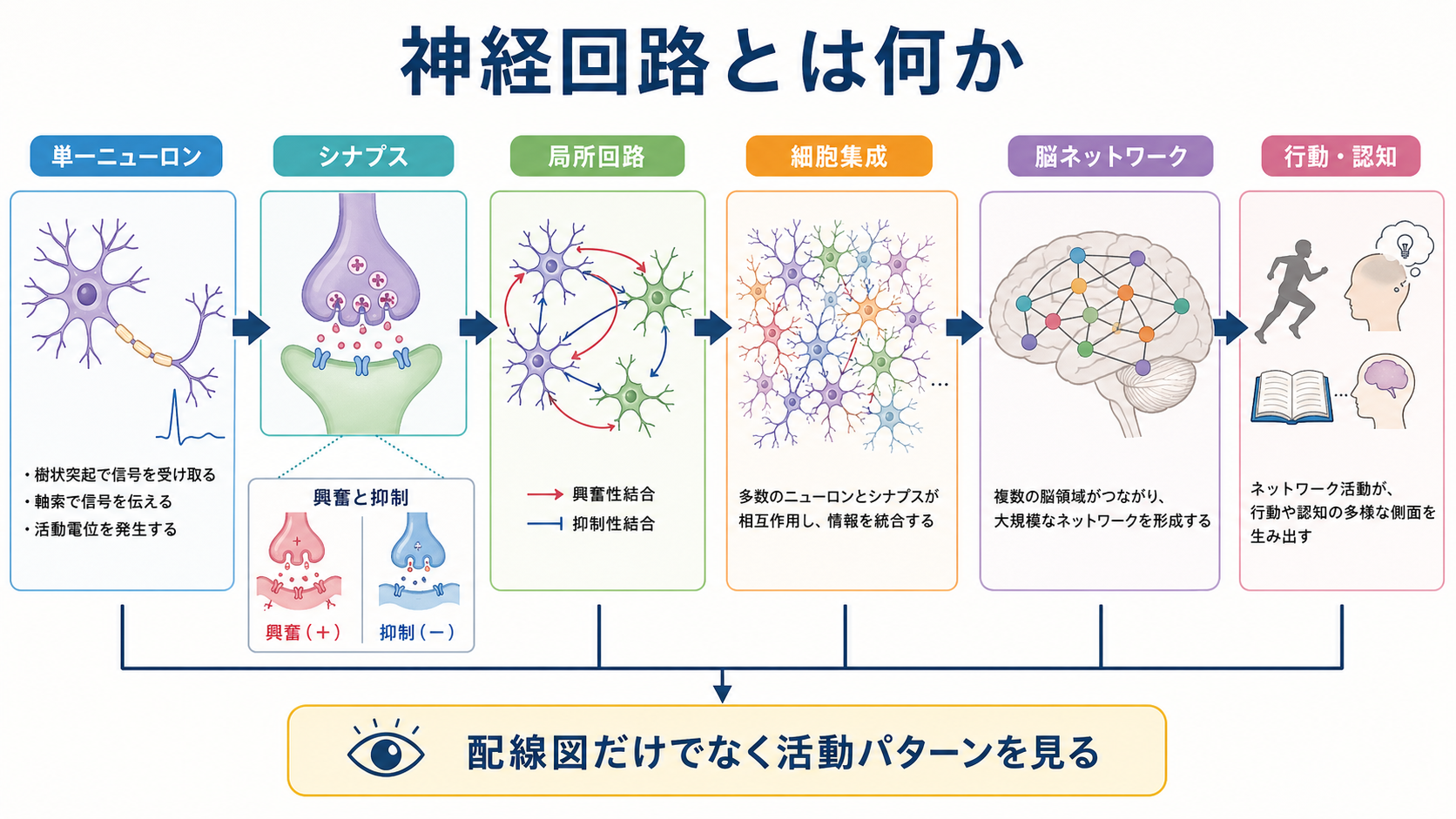 神経回路の概念地図