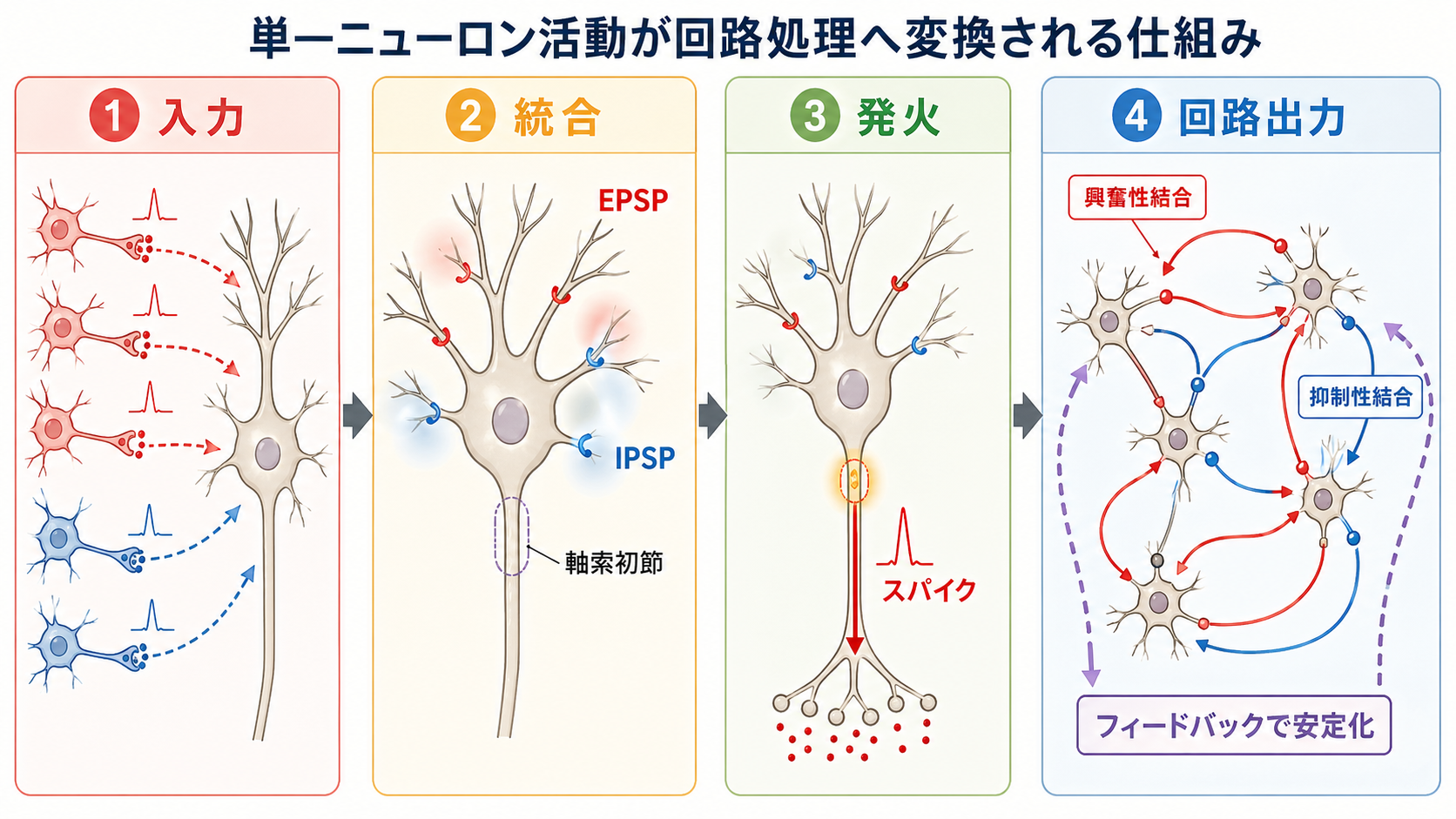 単一ニューロン活動が回路処理へ変換される仕組み