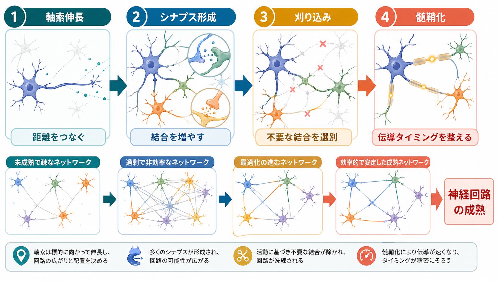 神経回路発達の全体像