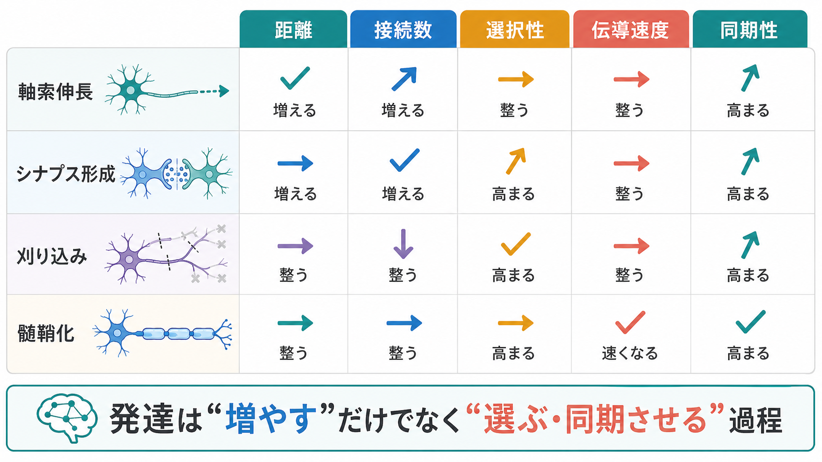 発達過程ごとのネットワークへの影響