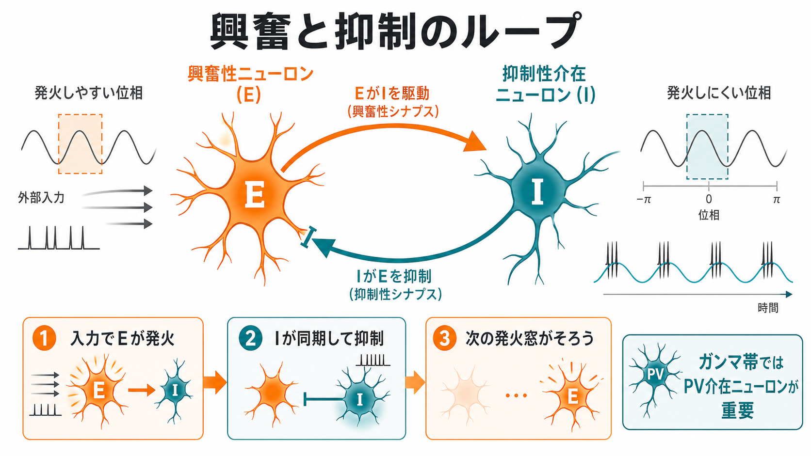 興奮性ニューロンと抑制性介在ニューロンがリズムを作る仕組み
