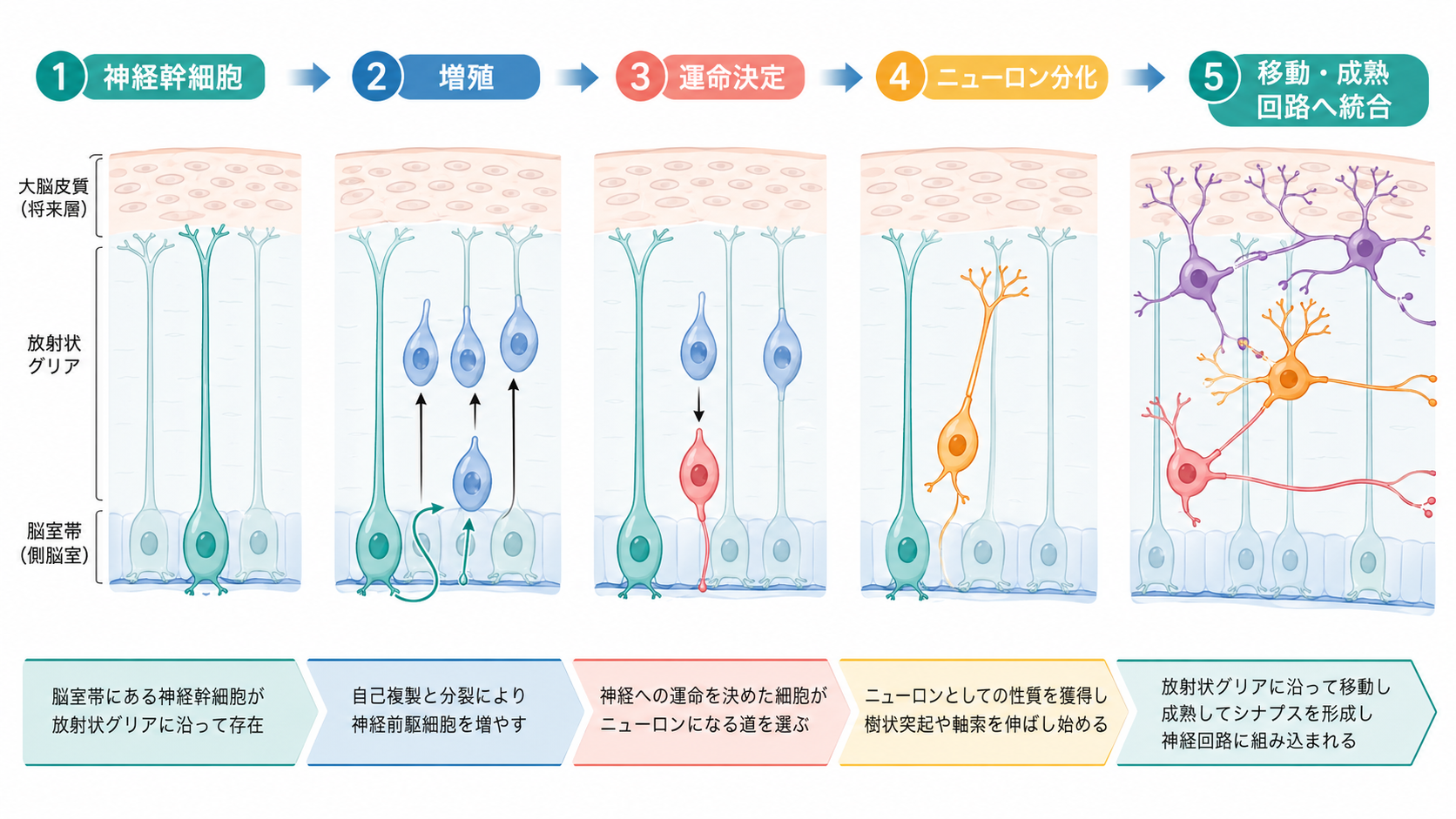 神経発生でニューロンが作られる流れ