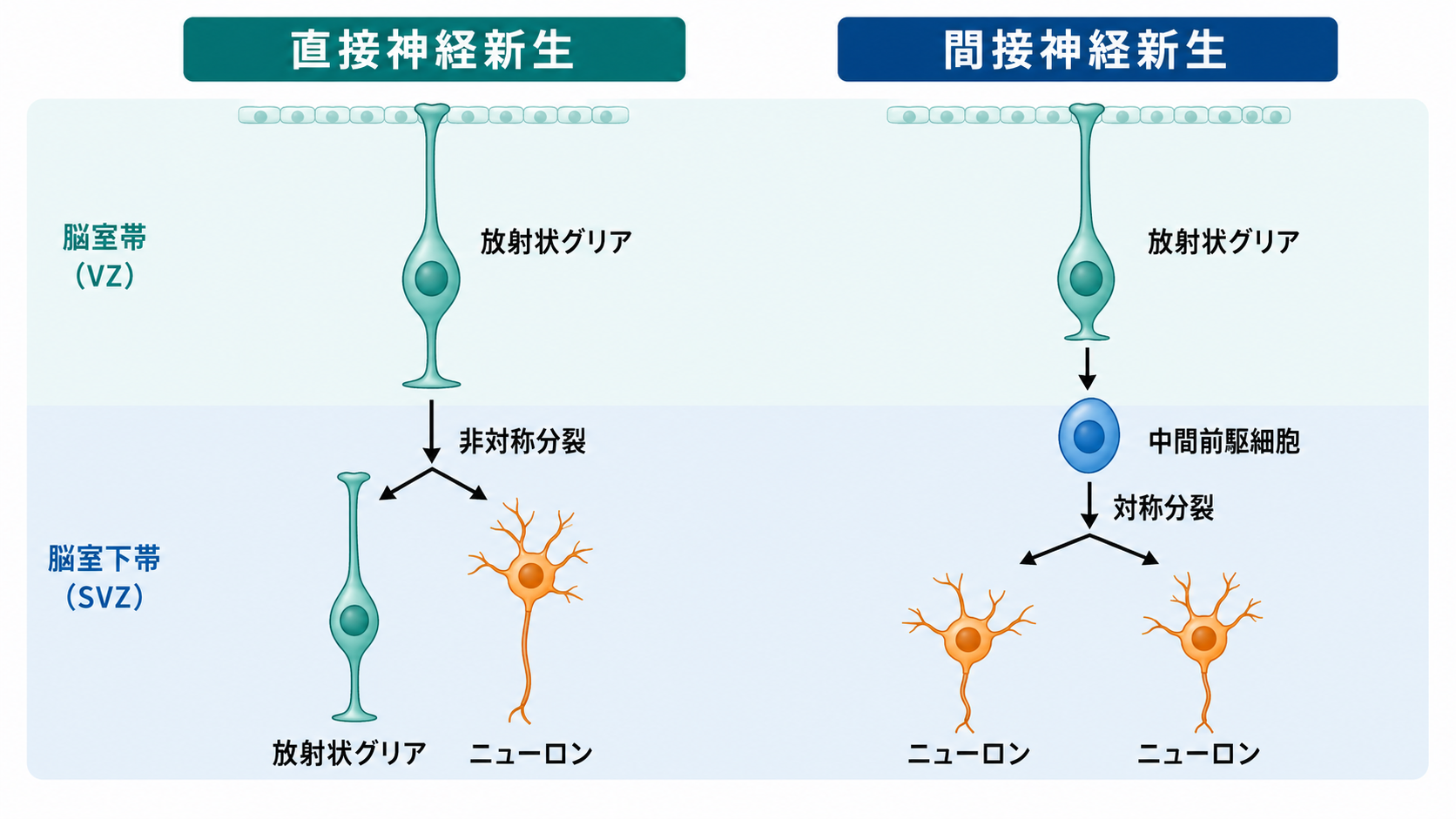 直接神経新生と間接神経新生の違い