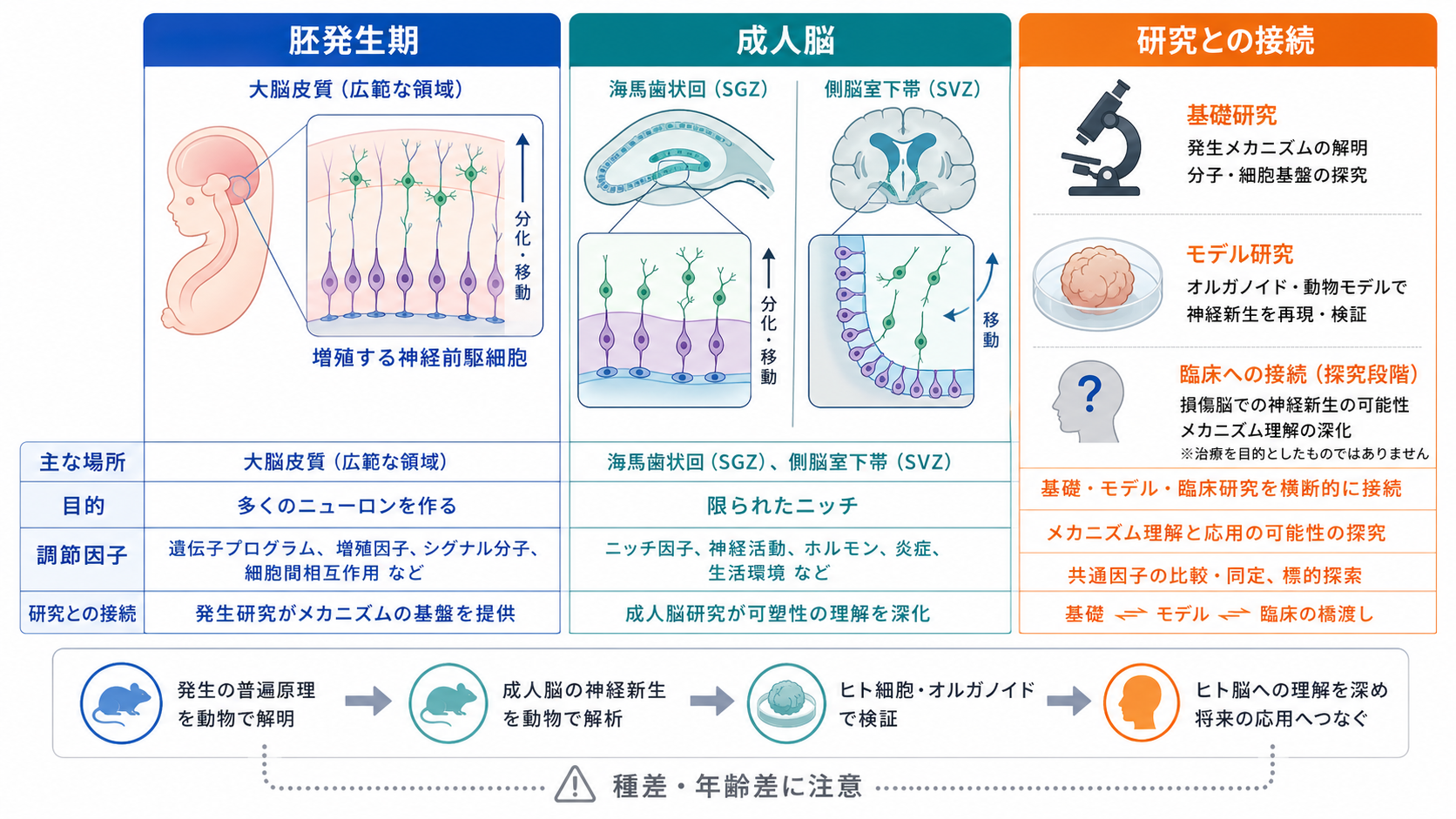 発生期と成人脳の神経新生の比較