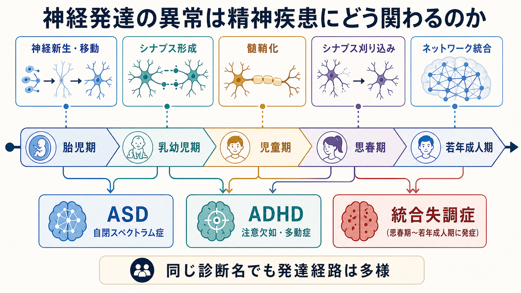 神経発達と精神疾患の概念地図