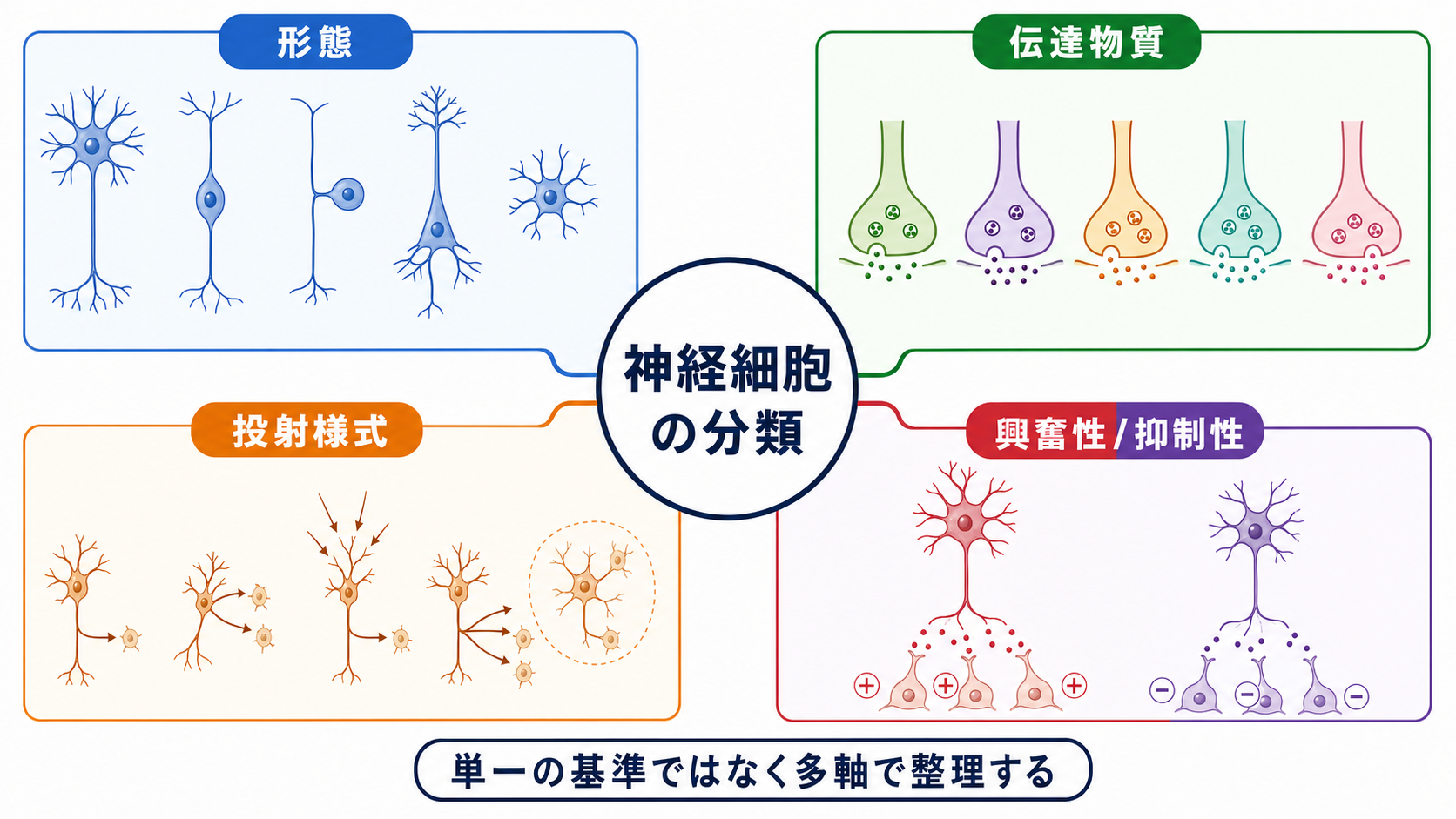 神経細胞分類の全体像