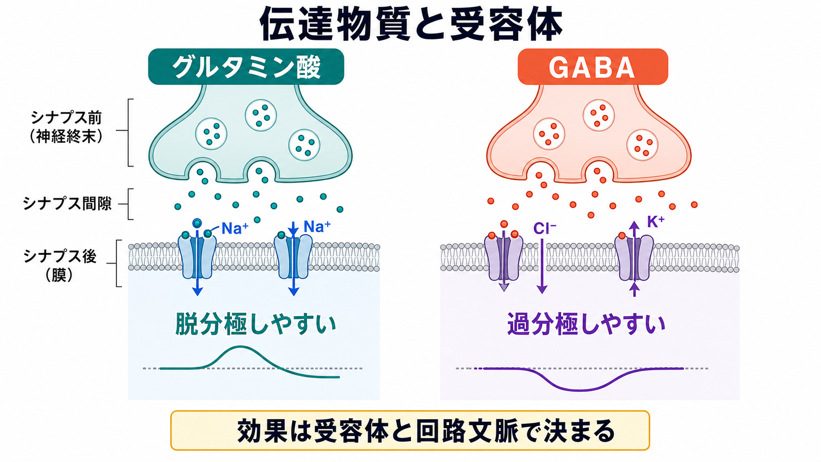 伝達物質と受容体による興奮性・抑制性の違い
