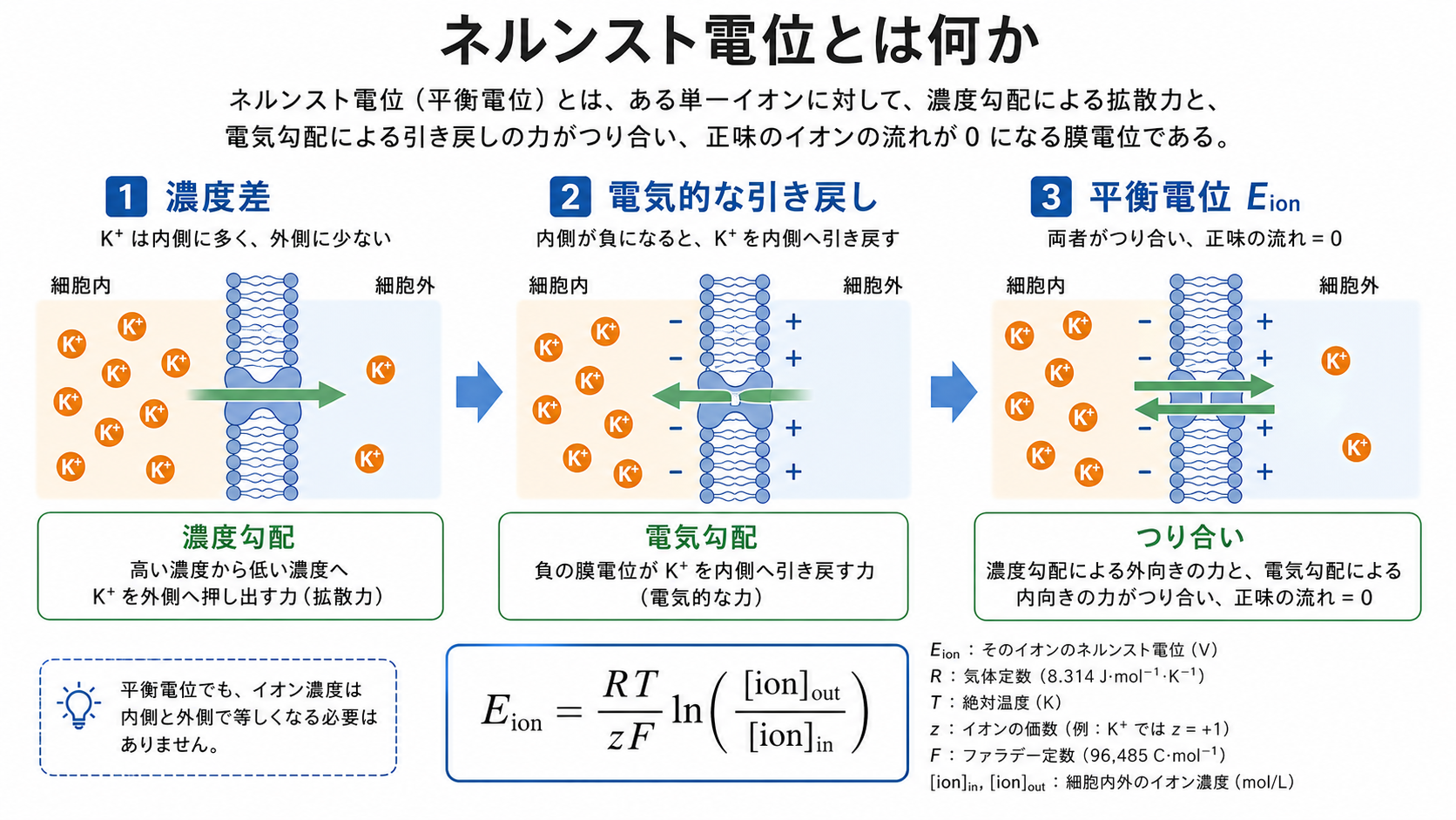 ネルンスト電位と電気化学的勾配