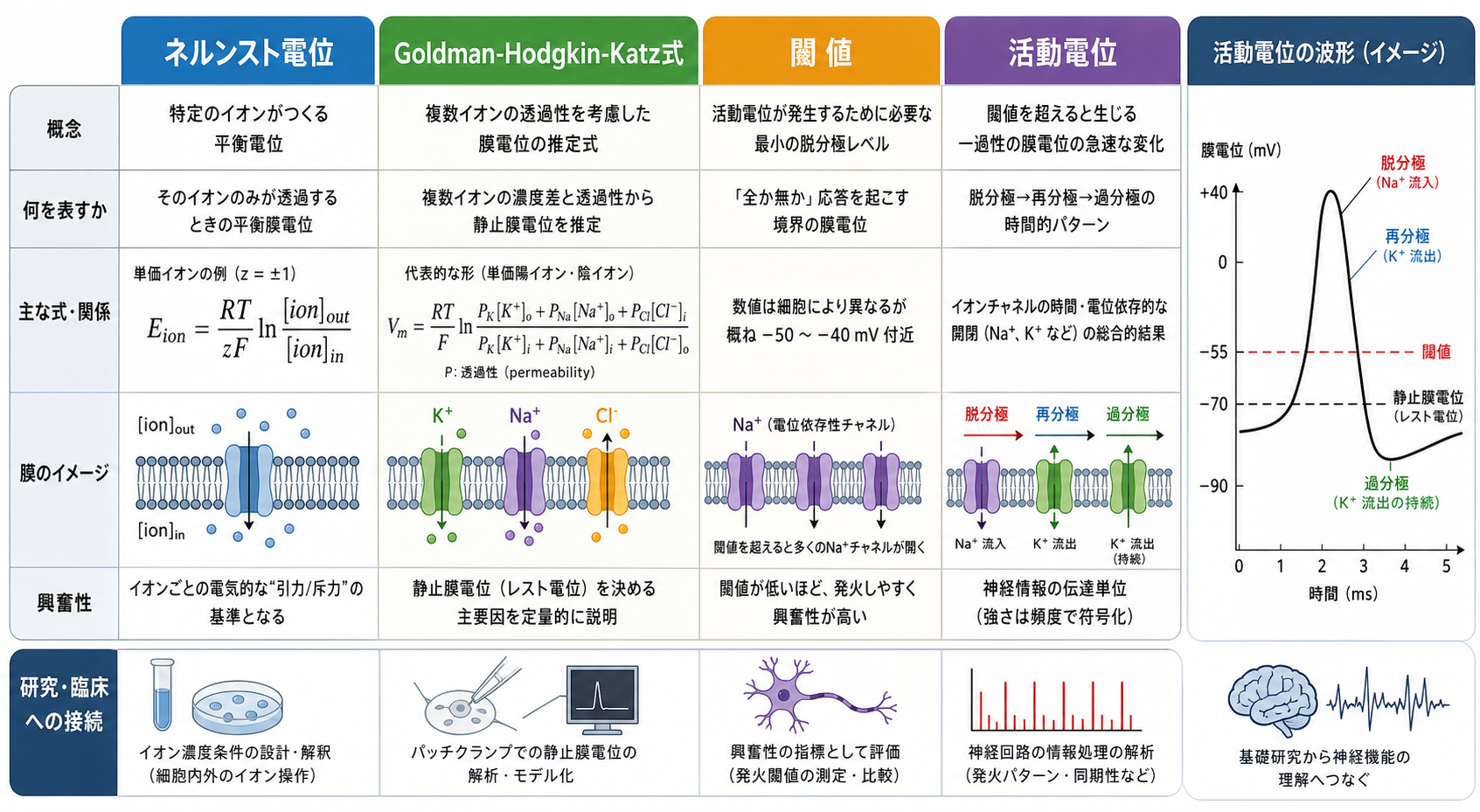 膜電位に関する重要概念の比較